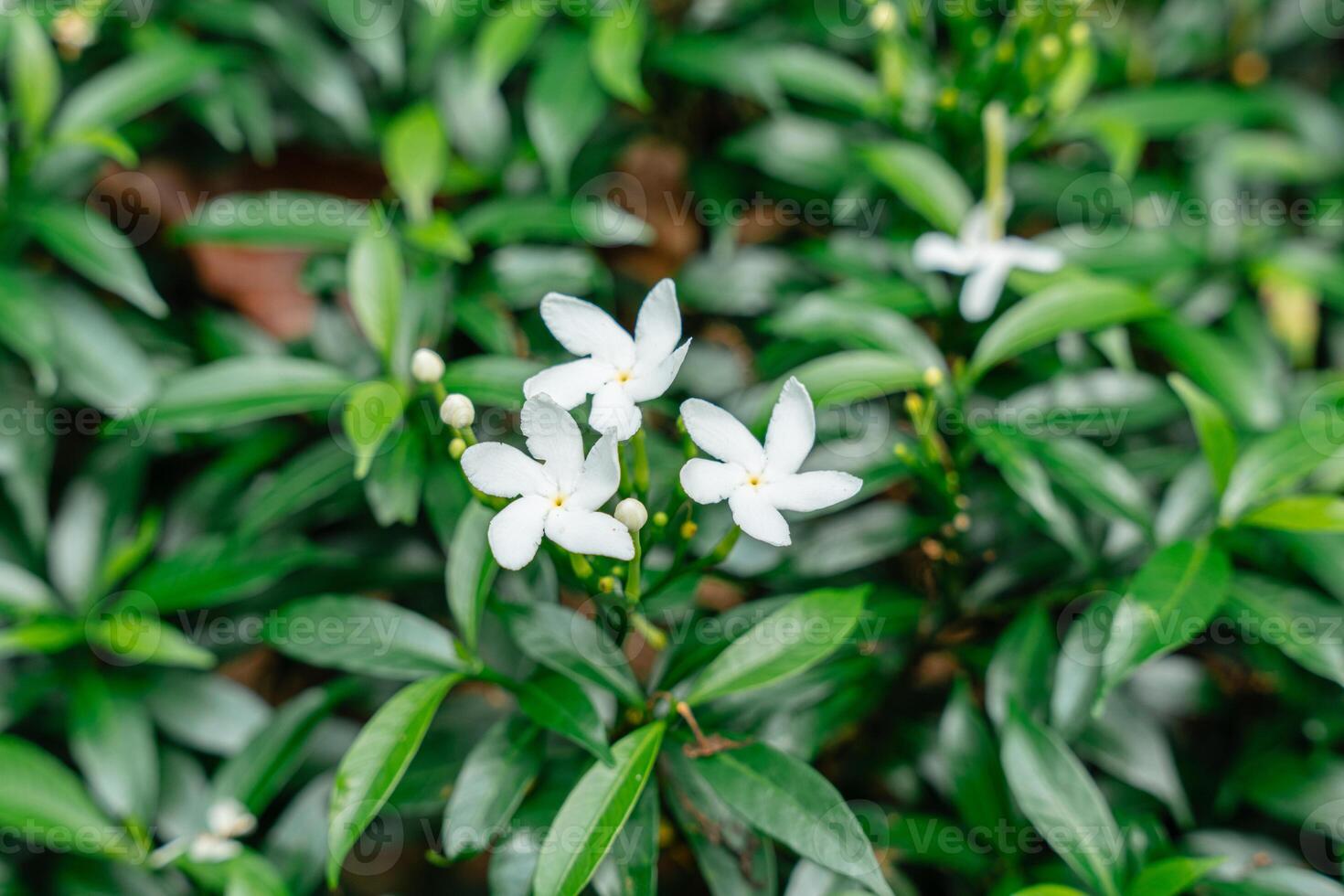 Arabian jasmine or Sambac jasmine photo