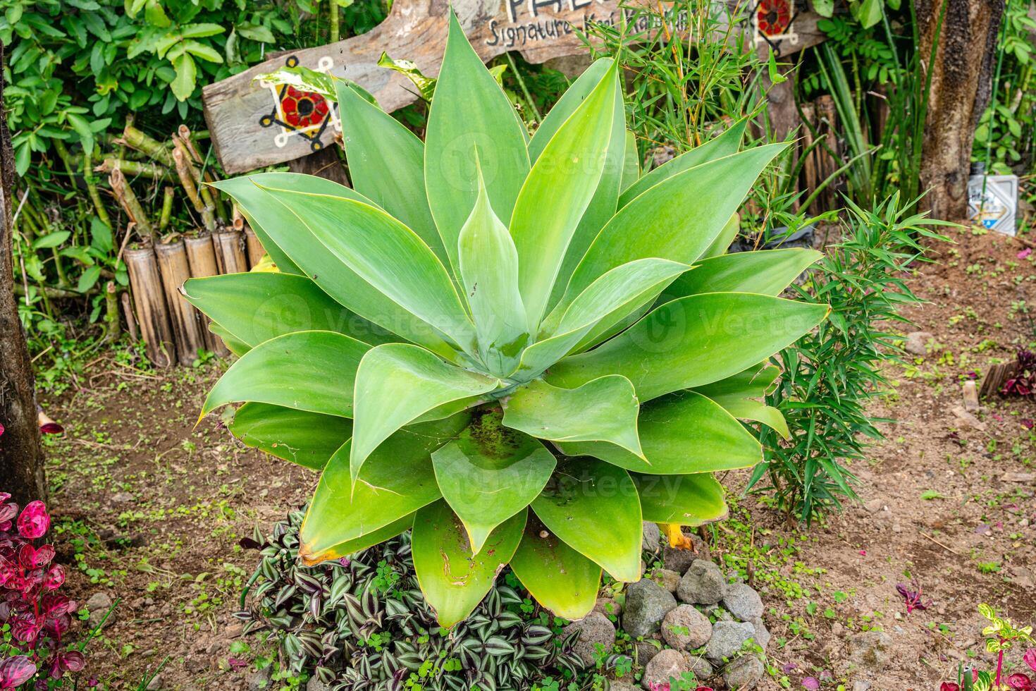 Agave attenuata is a species of flowering plant in the family Asparagaceae, commonly known as the foxtail or lion's tail. photo