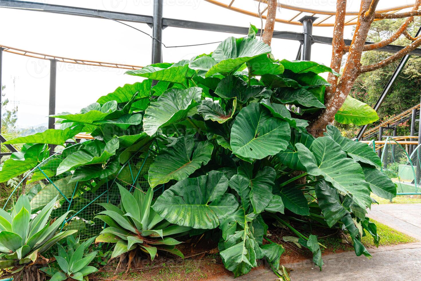 Alocasia macrorrhizos is a species of flowering plant in the arum family Araceae. Common names include giant taro, ape, giant alocasia, biga and pia. photo