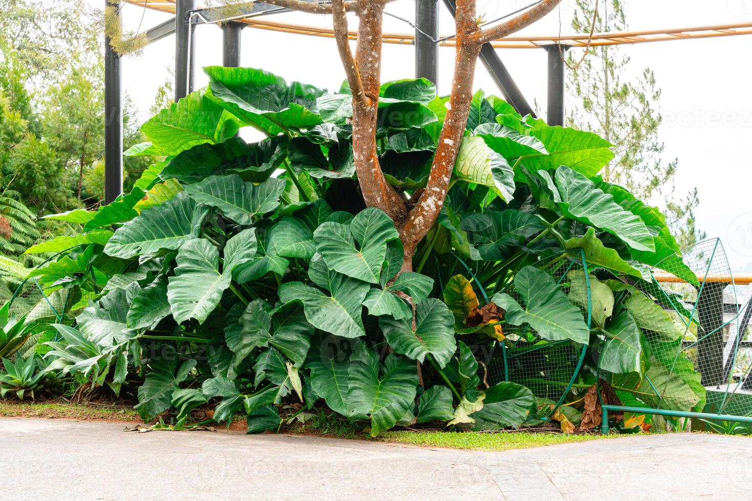 Alocasia macrorrhizos is a species of flowering plant in the arum family Araceae. Common names include giant taro, ape, giant alocasia, biga and pia. photo
