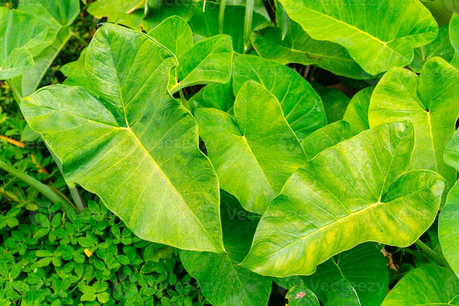 Alocasia macrorrhizos is a species of flowering plant in the arum family Araceae. Common names include giant taro, ape, giant alocasia, biga and pia. photo