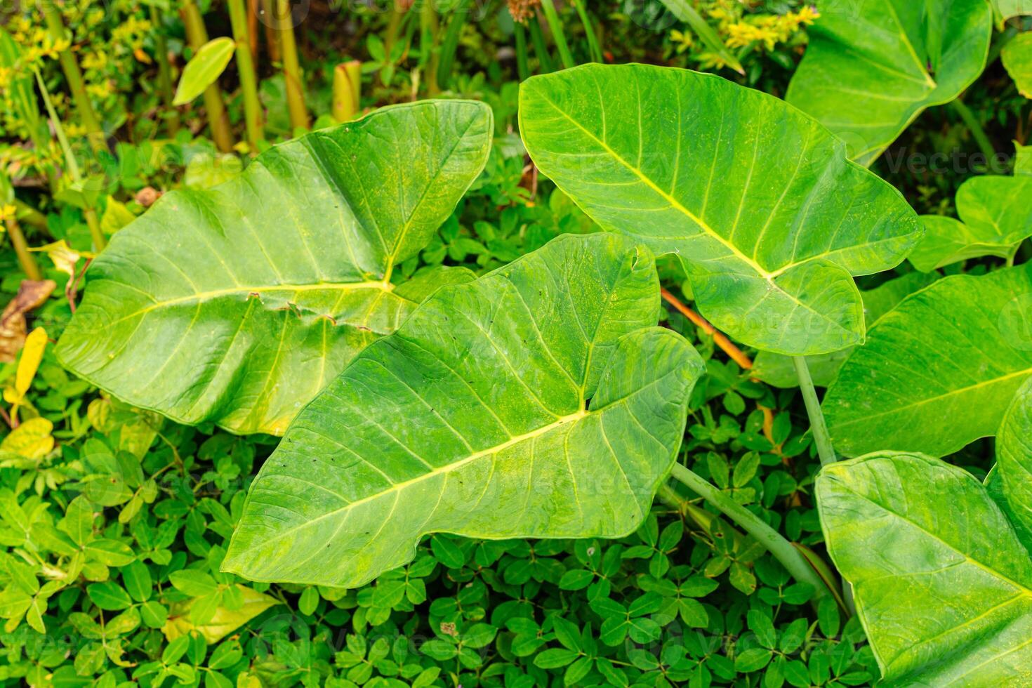 Alocasia macrorrhizos is a species of flowering plant in the arum family Araceae. Common names include giant taro, ape, giant alocasia, biga and pia. photo