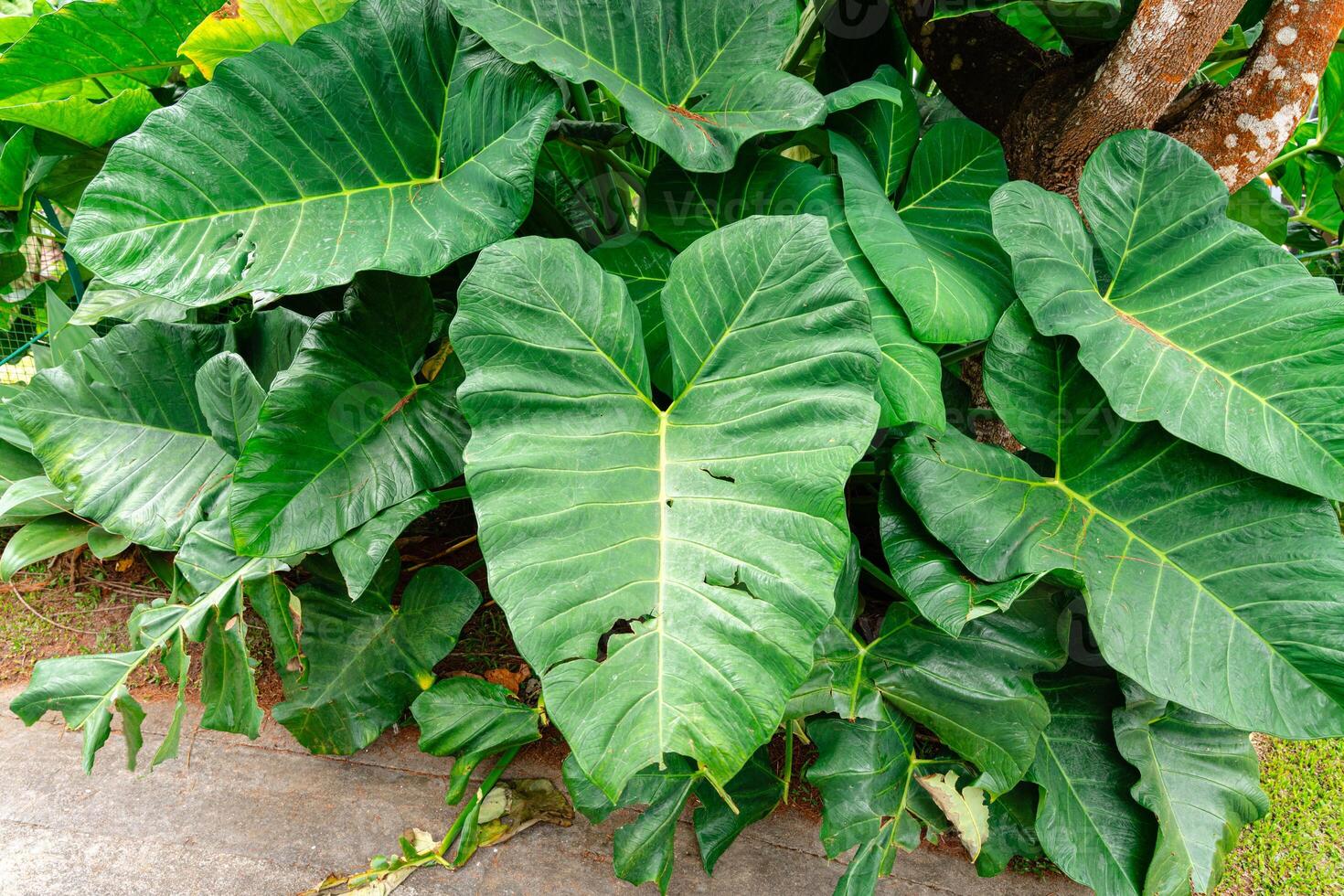 Alocasia macrorrhizos is a species of flowering plant in the arum family Araceae. Common names include giant taro, ape, giant alocasia, biga and pia. photo