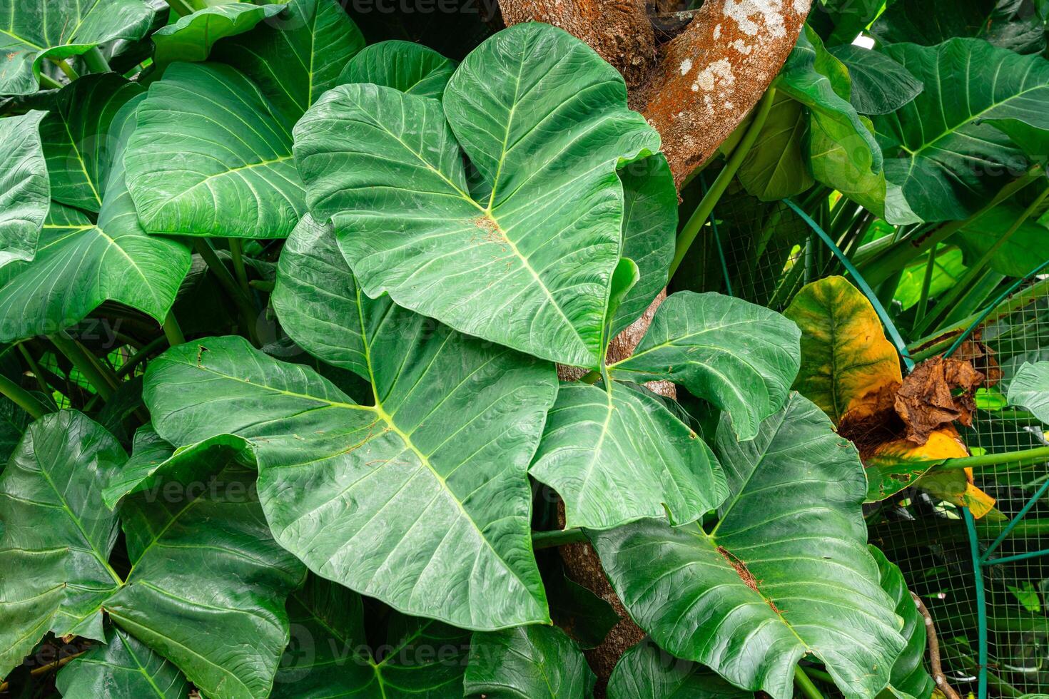 Alocasia macrorrhizos is a species of flowering plant in the arum family Araceae. Common names include giant taro, ape, giant alocasia, biga and pia. photo