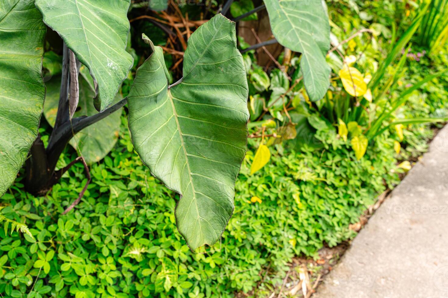 Alocasia macrorrhizos is a species of flowering plant in the arum family Araceae. Common names include giant taro, ape, giant alocasia, biga and pia. photo