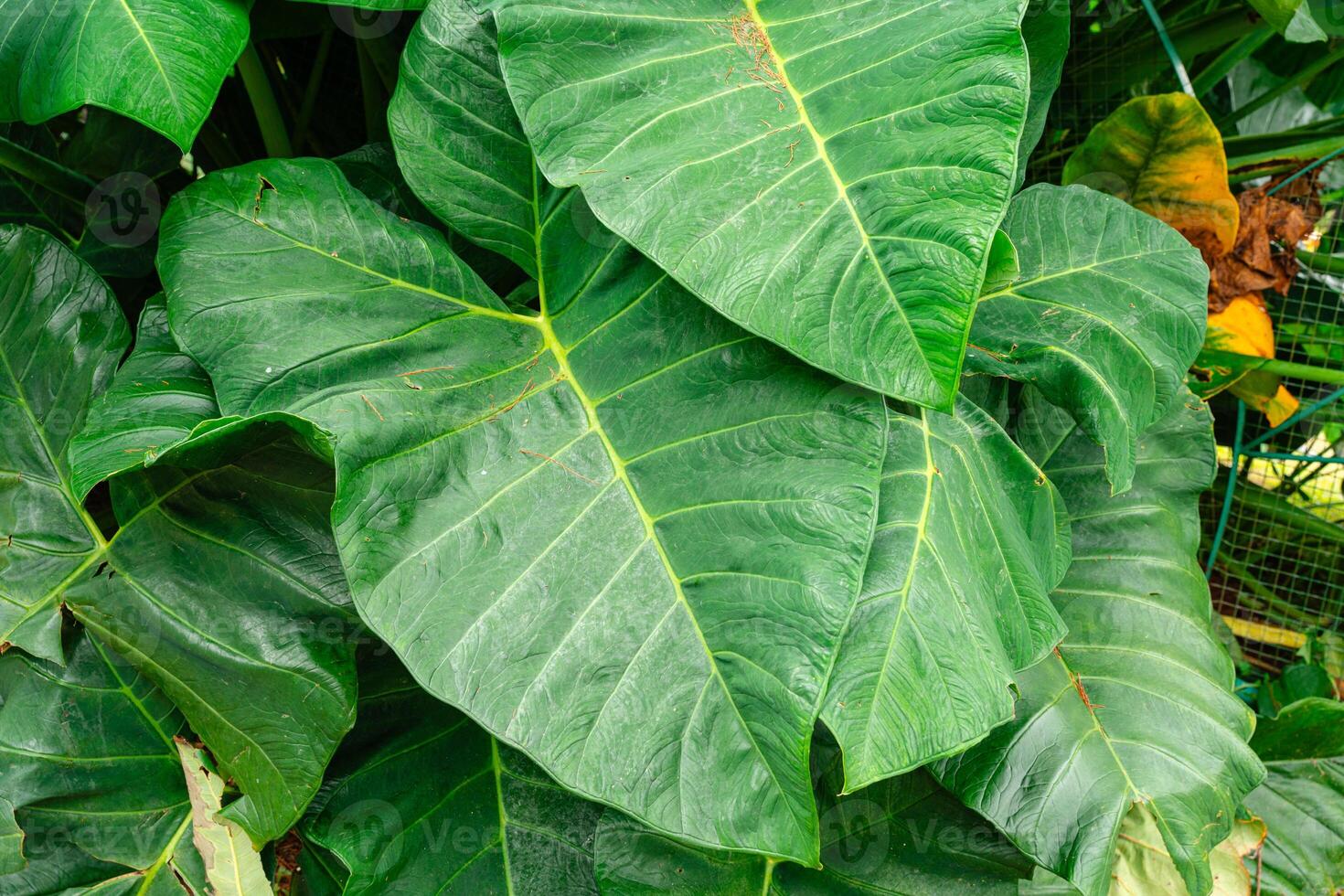 Alocasia macrorrhizos is a species of flowering plant in the arum family Araceae. Common names include giant taro, ape, giant alocasia, biga and pia. photo