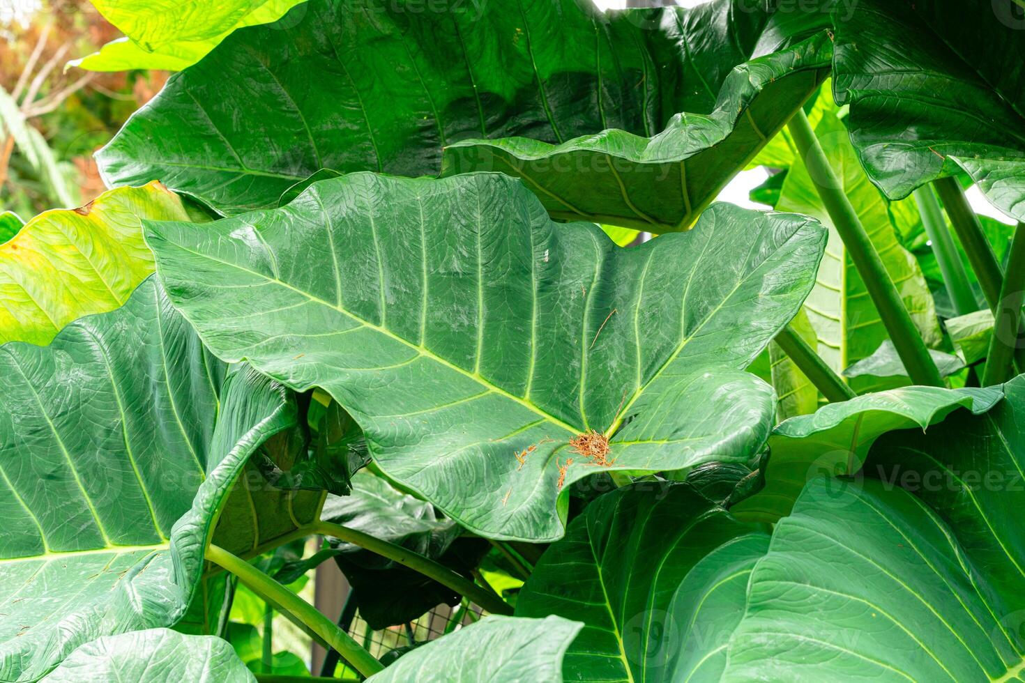 Alocasia macrorrhizos is a species of flowering plant in the arum family Araceae. Common names include giant taro, ape, giant alocasia, biga and pia. photo