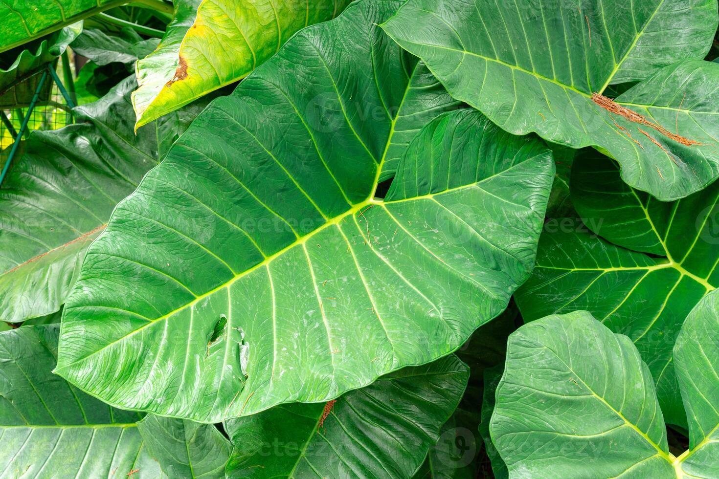 Alocasia macrorrhizos is a species of flowering plant in the arum family Araceae. Common names include giant taro, ape, giant alocasia, biga and pia. photo