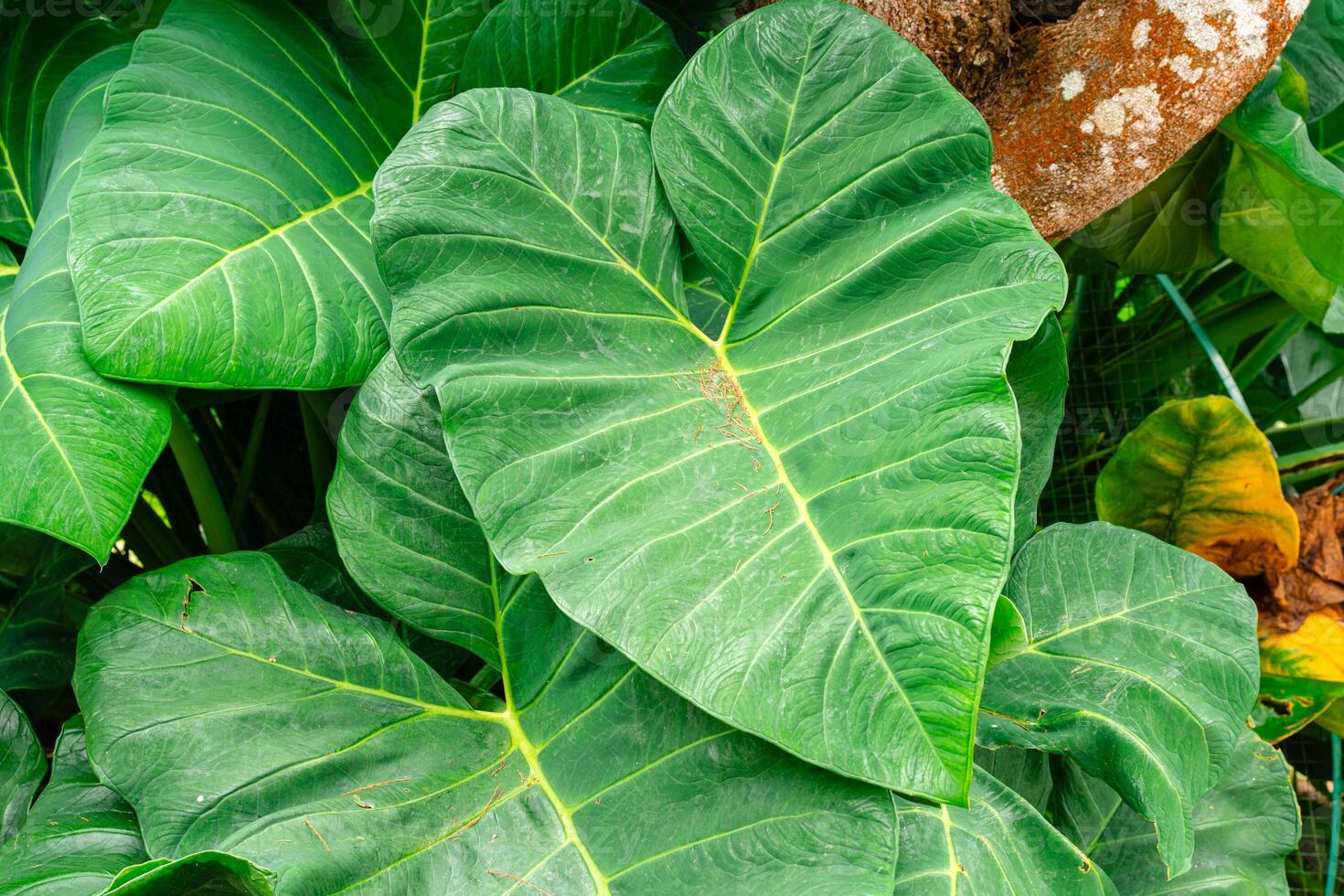 Alocasia macrorrhizos is a species of flowering plant in the arum family Araceae. Common names include giant taro, ape, giant alocasia, biga and pia. photo