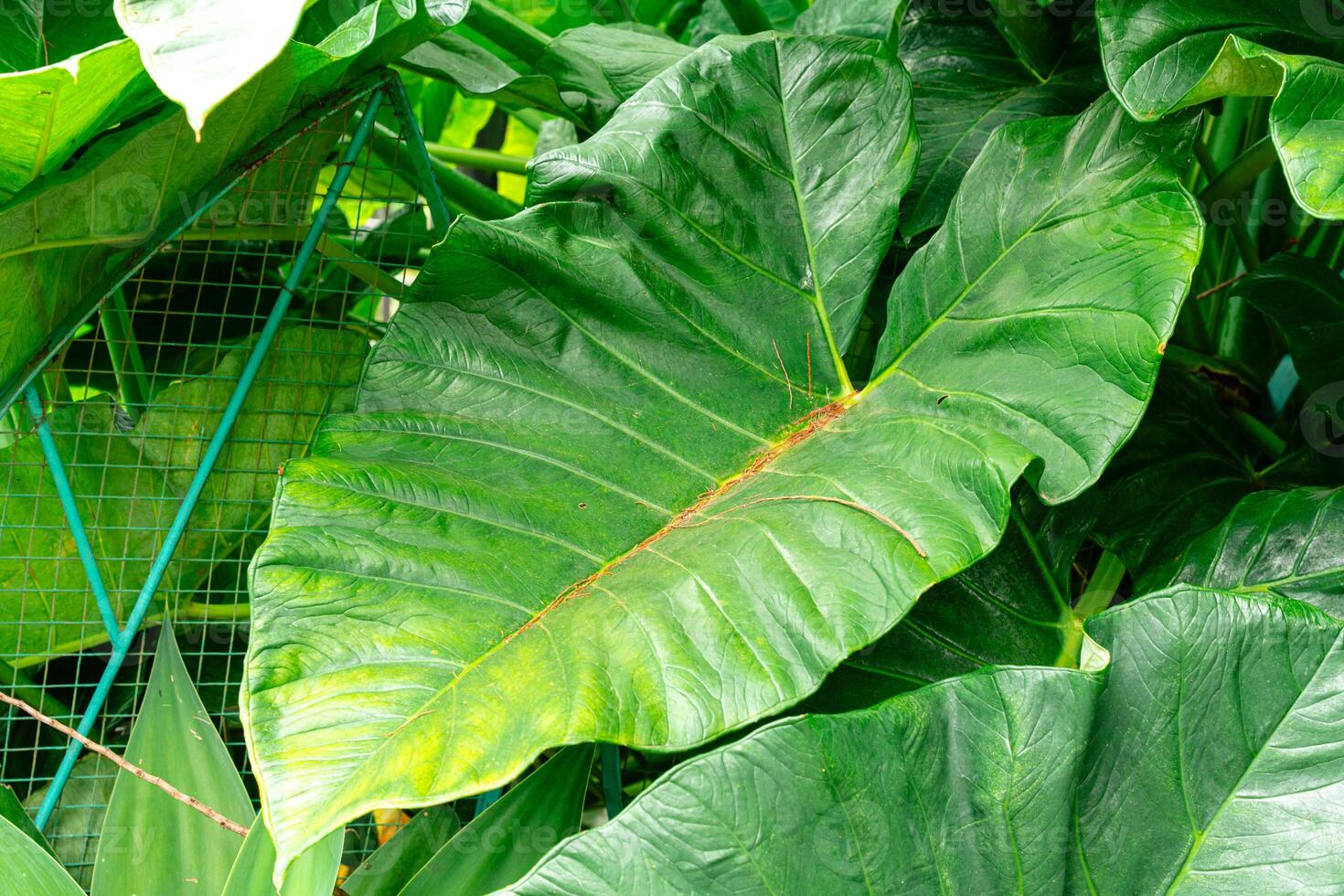 Alocasia macrorrhizos is a species of flowering plant in the arum family Araceae. Common names include giant taro, ape, giant alocasia, biga and pia. photo