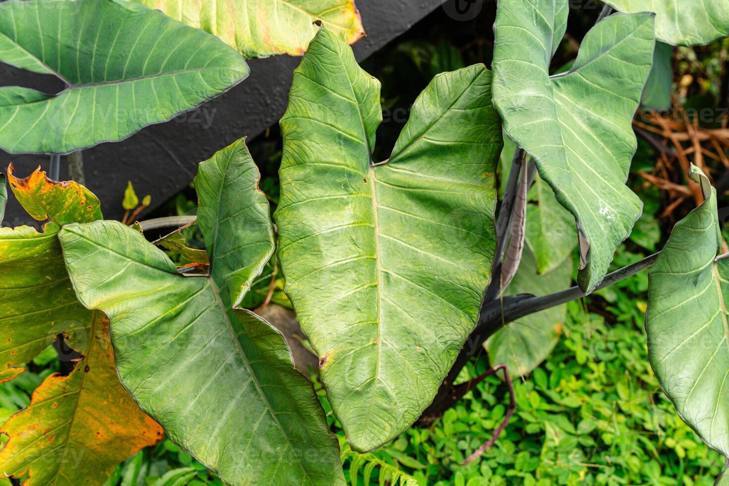 Alocasia macrorrhizos is a species of flowering plant in the arum family Araceae. Common names include giant taro, ape, giant alocasia, biga and pia. photo