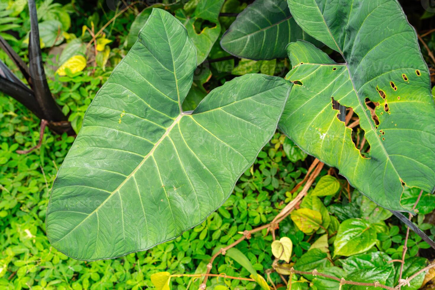 Alocasia macrorrhizos is a species of flowering plant in the arum family Araceae. Common names include giant taro, ape, giant alocasia, biga and pia. photo
