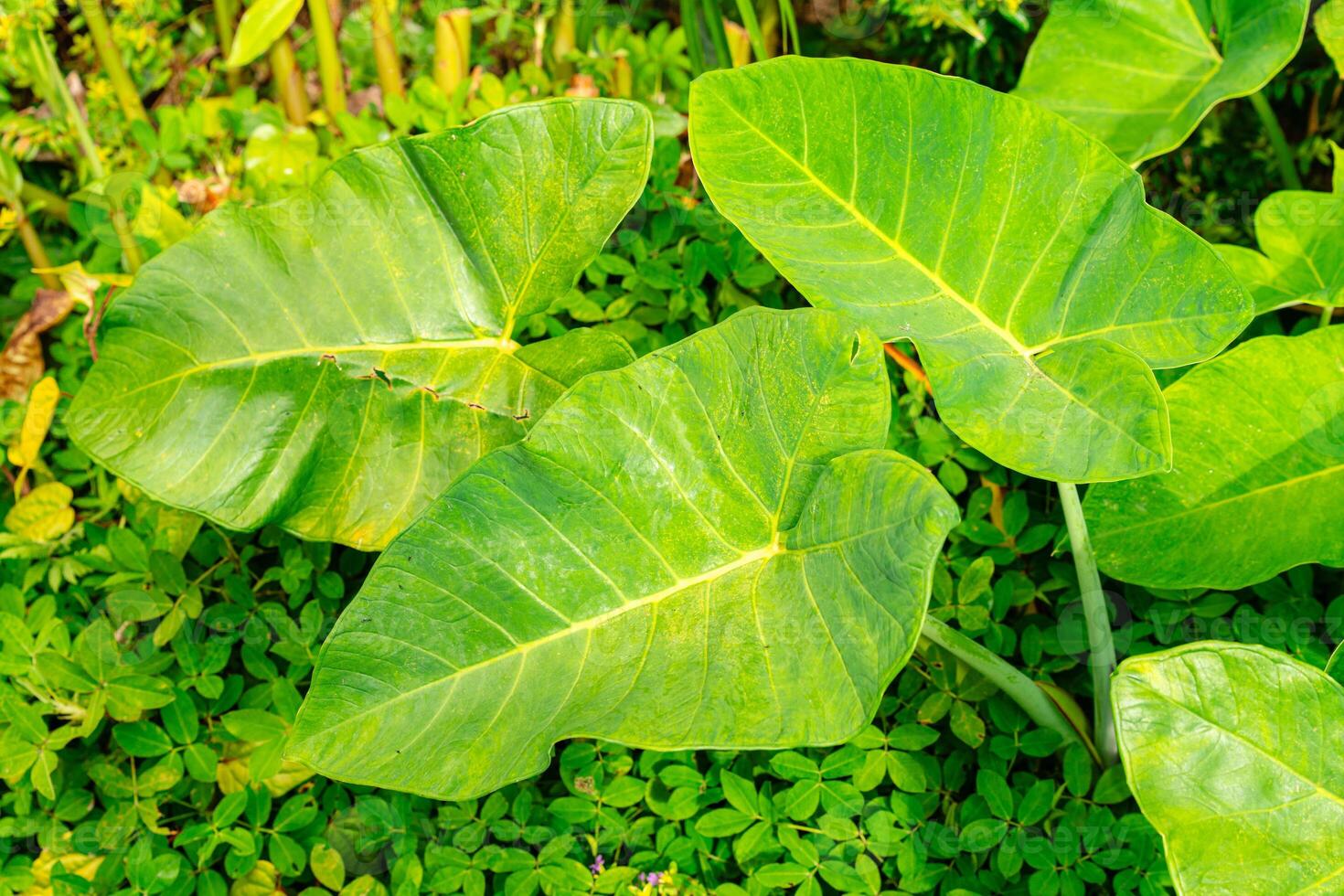 Alocasia macrorrhizos is a species of flowering plant in the arum family Araceae. Common names include giant taro, ape, giant alocasia, biga and pia. photo