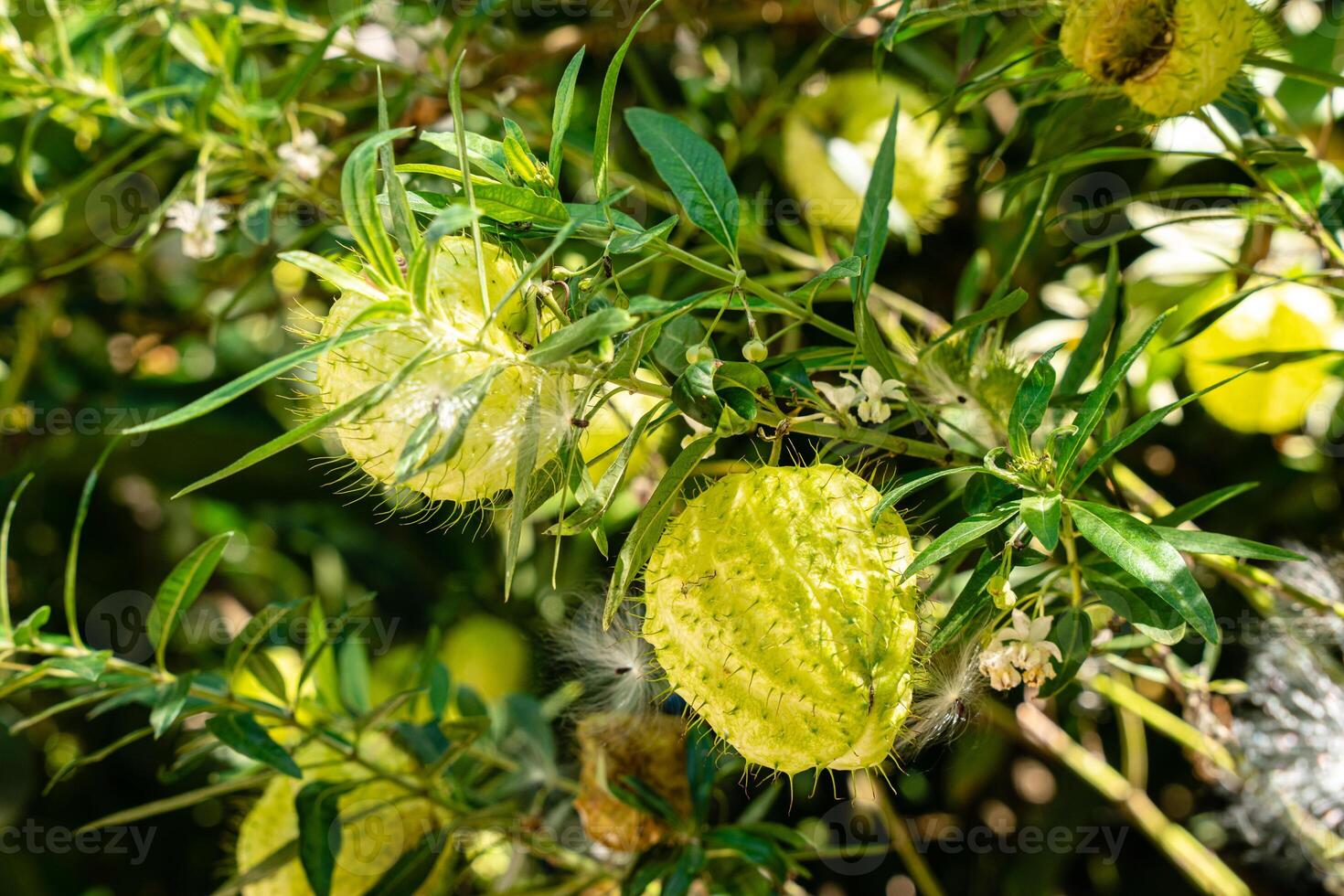 Gomphocarpus physocarpus, commonly known as hairy balls, balloonplant, balloon cotton-bush, bishop's balls, nailhead, or swan plant, is a species of dogbane. photo