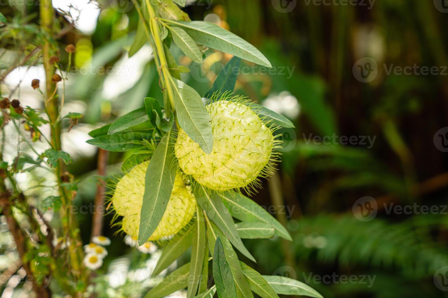 Gomphocarpus physocarpus, commonly known as hairy balls, balloonplant, balloon cotton-bush, bishop's balls, nailhead, or swan plant, is a species of dogbane. photo