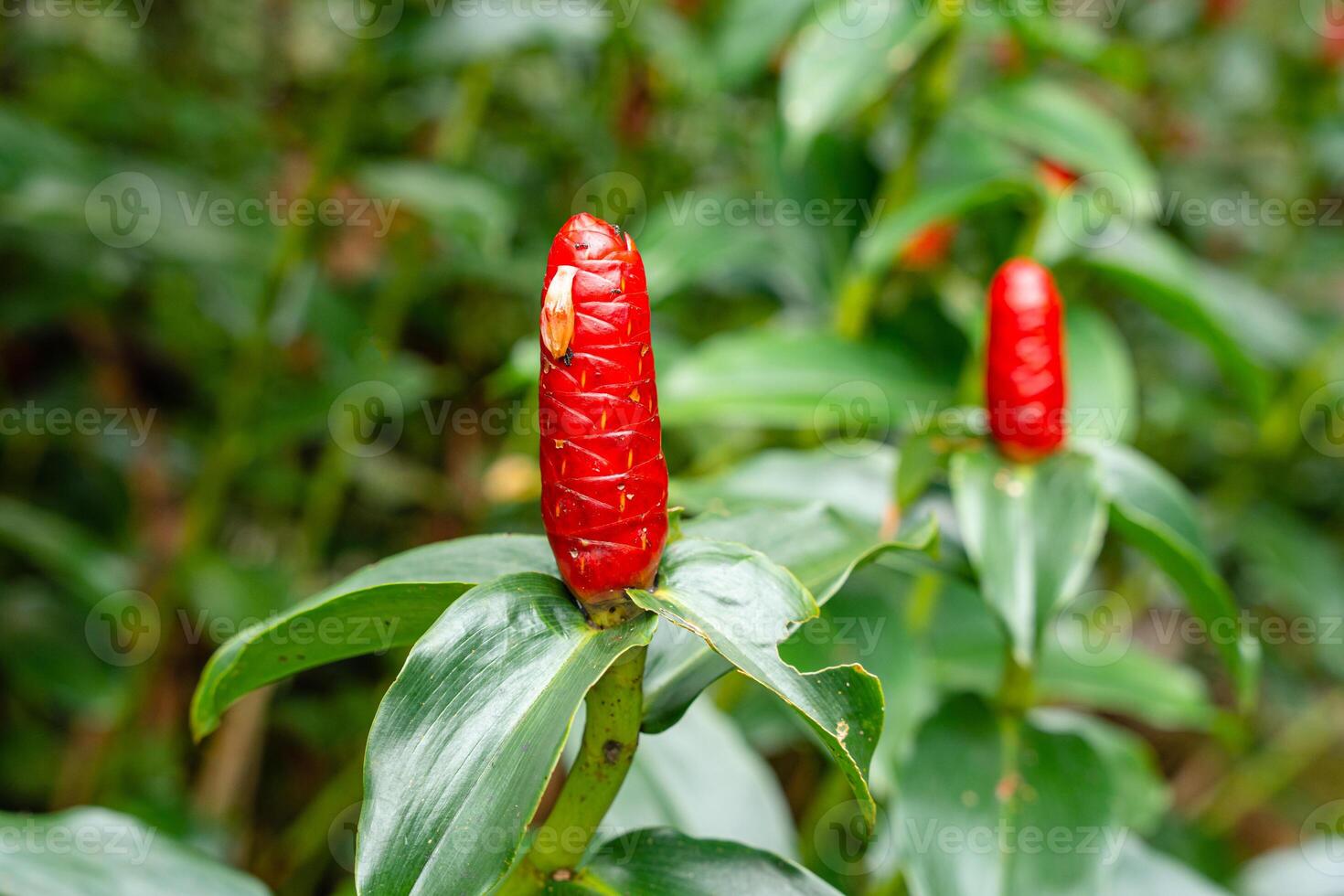 Costus spicatus, also known as spiked spiralflag ginger or Indian head ginger, is a species of herbaceous plant in the Costaceae family photo