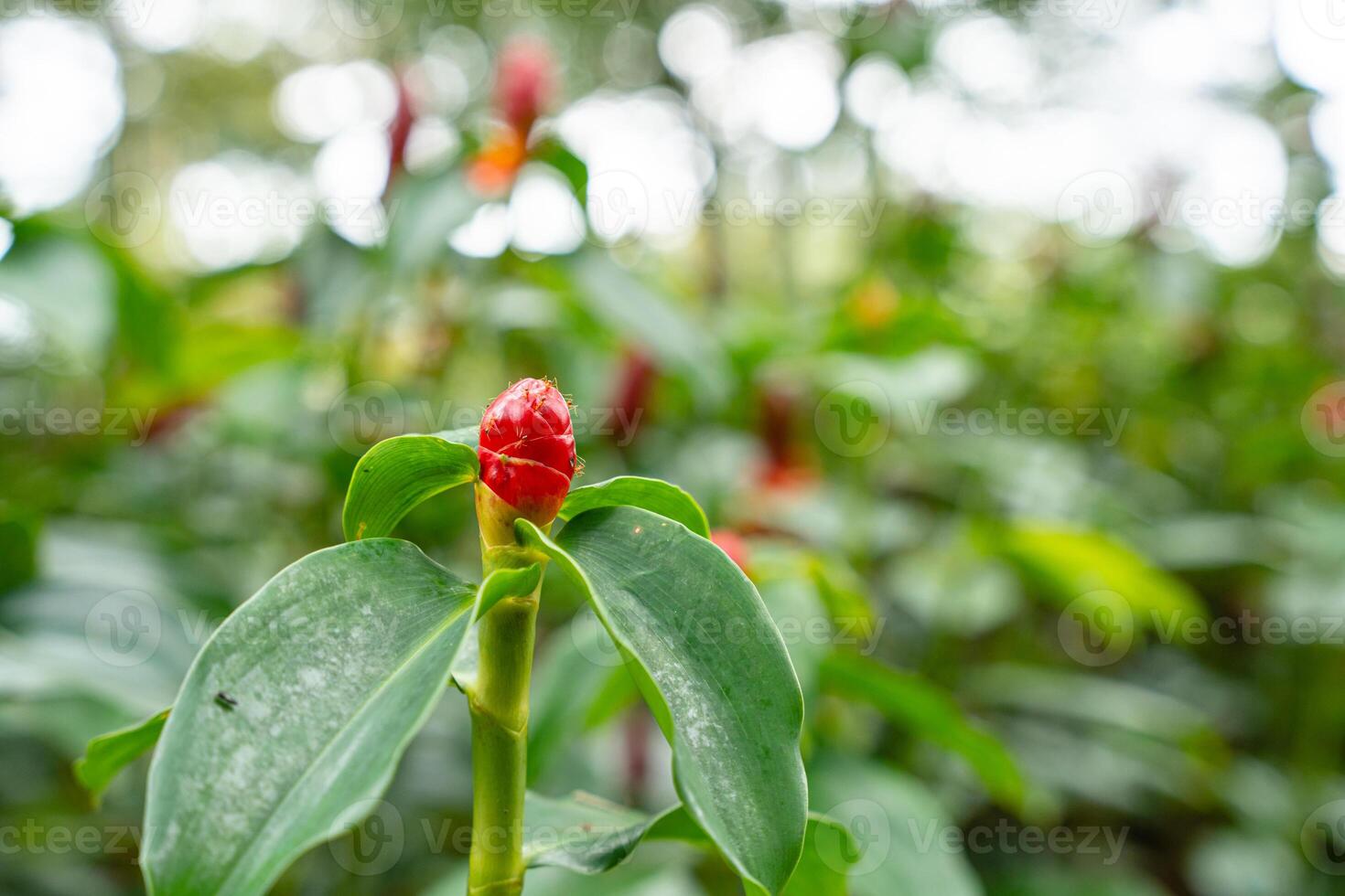 Costus spicatus, also known as spiked spiralflag ginger or Indian head ginger, is a species of herbaceous plant in the Costaceae family photo