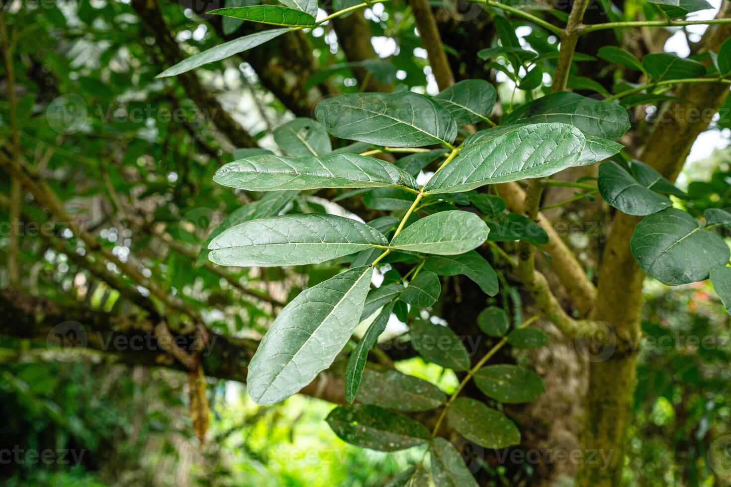Kigelia is a genus of flowering plants in the family Bignoniaceae. The genus consists of only one species, Kigelia africana, which occurs throughout tropical Africa. photo