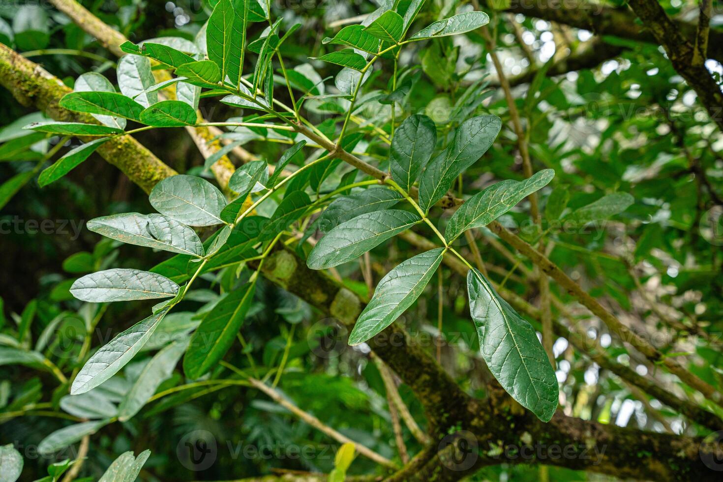Kigelia is a genus of flowering plants in the family Bignoniaceae. The genus consists of only one species, Kigelia africana, which occurs throughout tropical Africa. photo