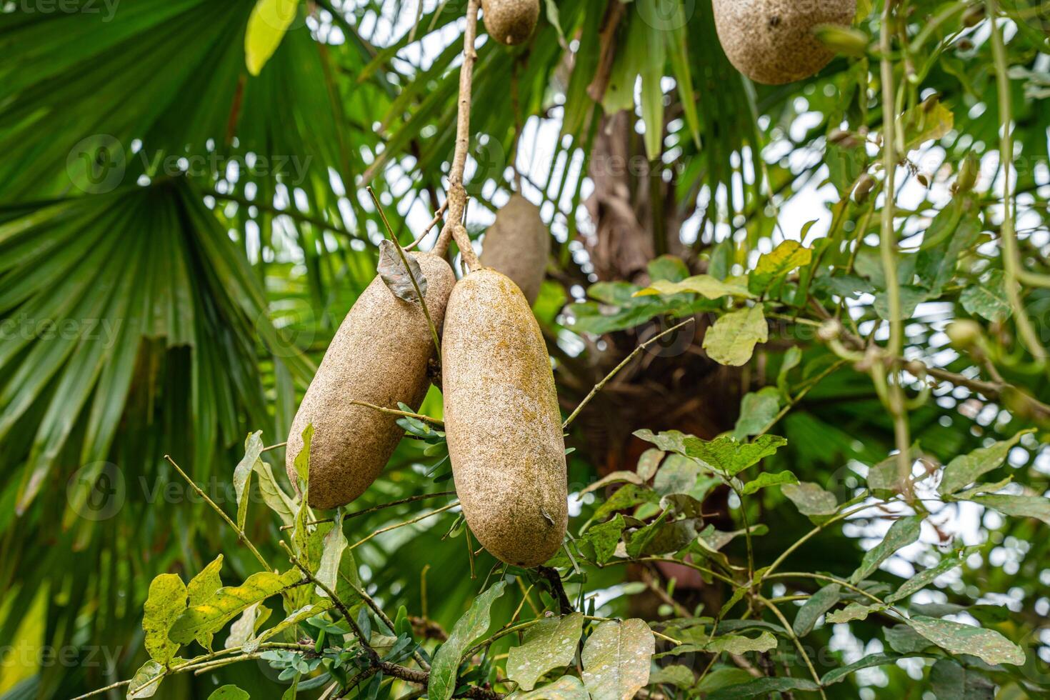Kigelia is a genus of flowering plants in the family Bignoniaceae. The genus consists of only one species, Kigelia africana, which occurs throughout tropical Africa. photo