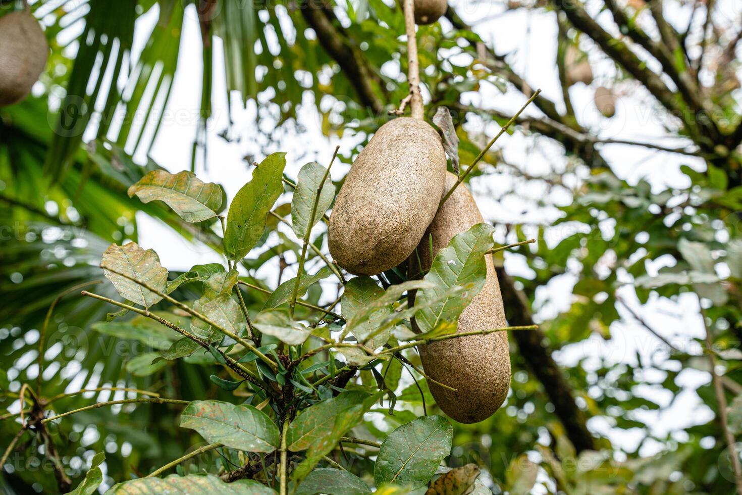 Kigelia is a genus of flowering plants in the family Bignoniaceae. The genus consists of only one species, Kigelia africana, which occurs throughout tropical Africa. photo