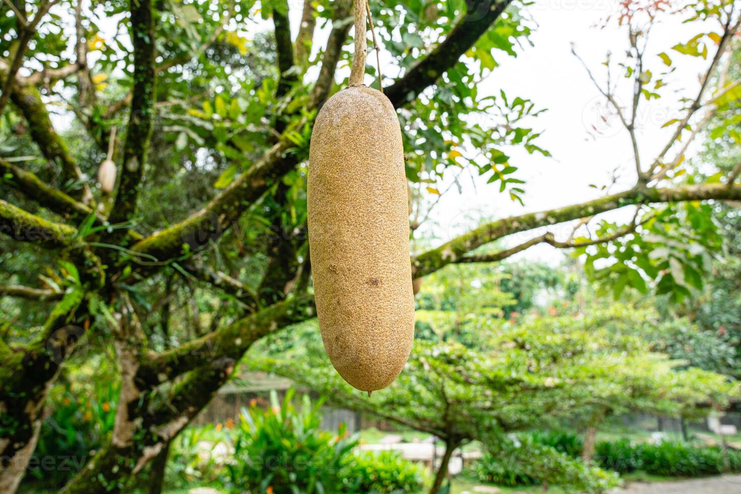 Kigelia is a genus of flowering plants in the family Bignoniaceae. The genus consists of only one species, Kigelia africana, which occurs throughout tropical Africa. photo