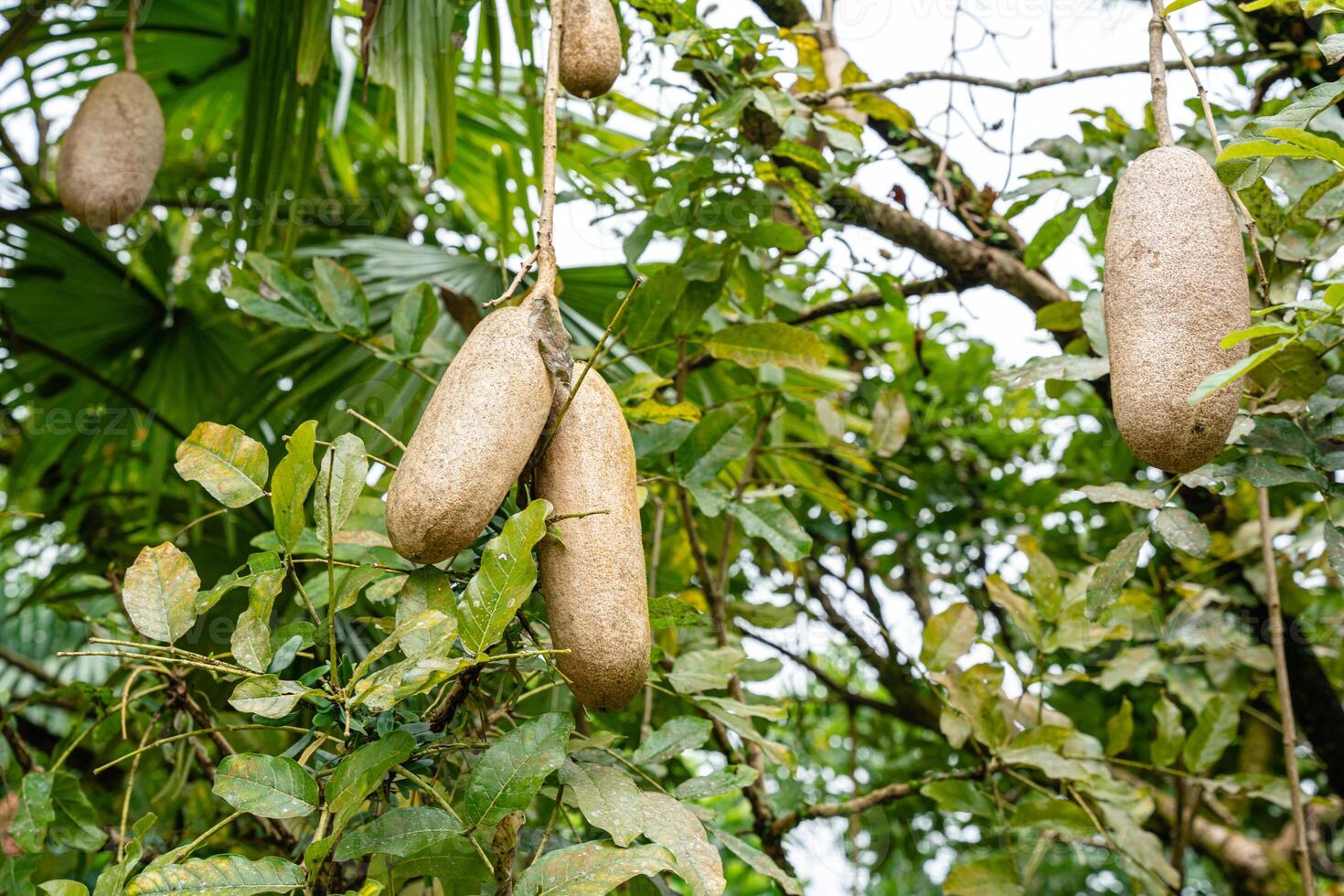 Kigelia is a genus of flowering plants in the family Bignoniaceae. The genus consists of only one species, Kigelia africana, which occurs throughout tropical Africa. photo
