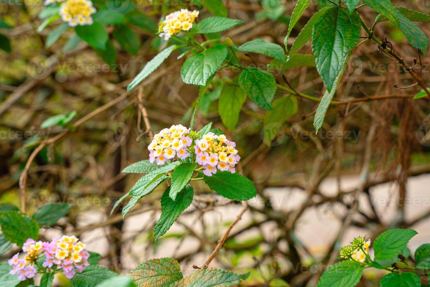 Lantana camara common lantana is a species of flowering plant within the verbena family Verbenaceae photo
