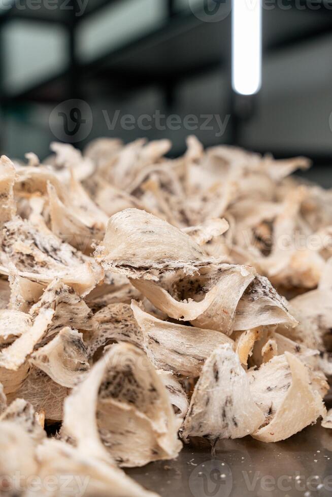 Raw edible bird's nest materials for tradition chinese medicine. Swallow nest the traditional chinese delicacy. photo