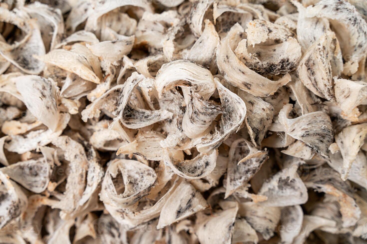 Raw edible bird's nest materials for tradition chinese medicine. Swallow nest the traditional chinese delicacy. photo
