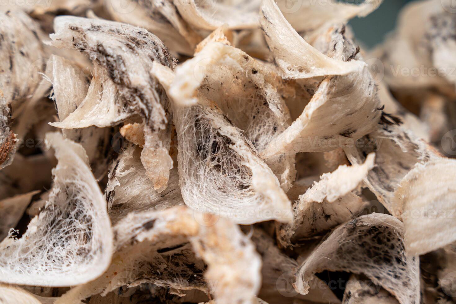 Raw edible bird's nest materials for tradition chinese medicine. Swallow nest the traditional chinese delicacy. photo