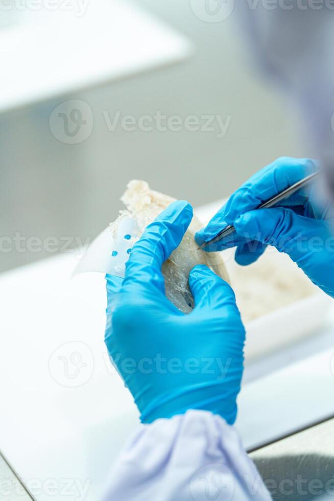 Raw edible bird's nest materials for tradition chinese medicine. Swallow nest the traditional chinese delicacy. photo