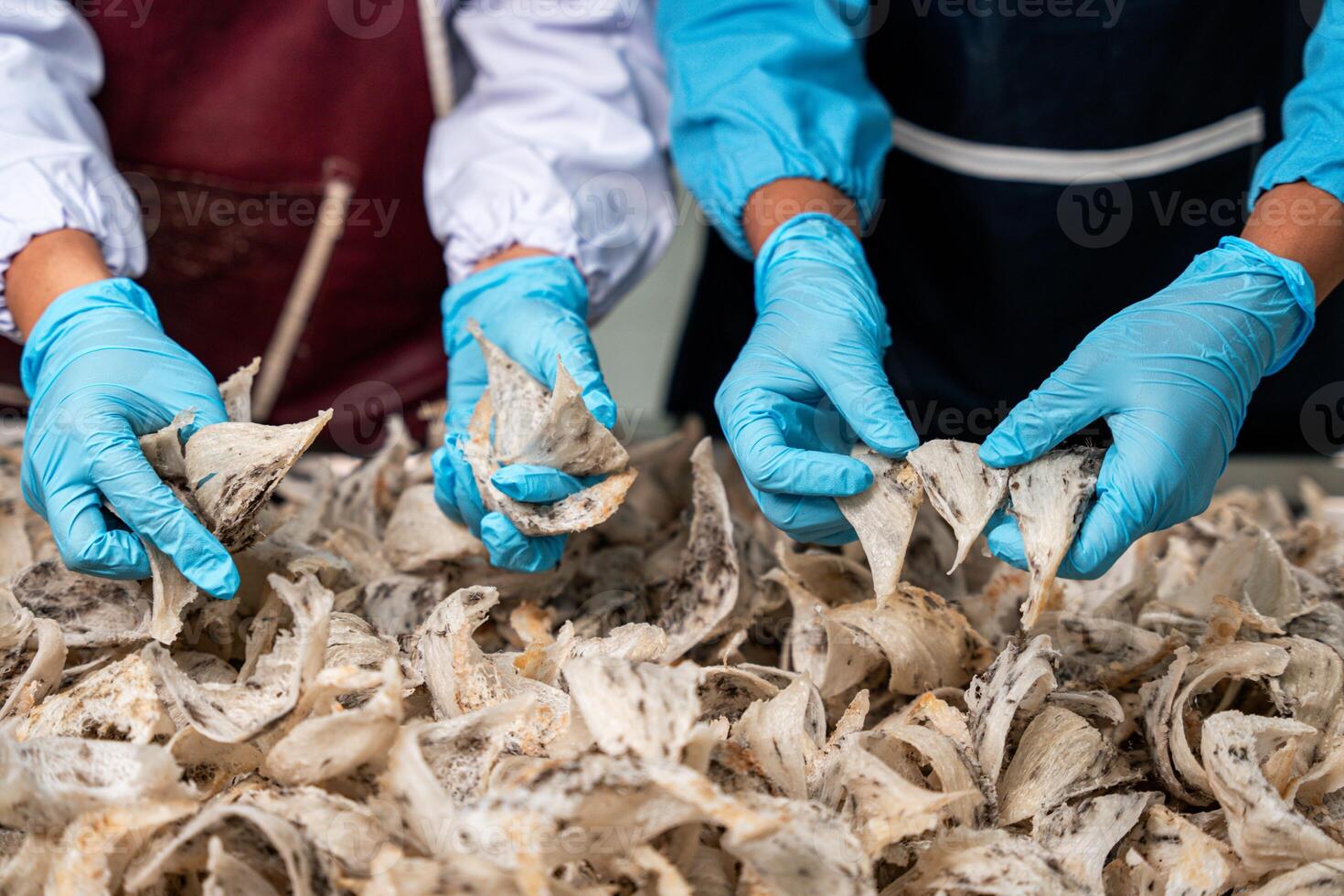 Raw edible bird's nest materials for tradition chinese medicine. Swallow nest the traditional chinese delicacy. photo