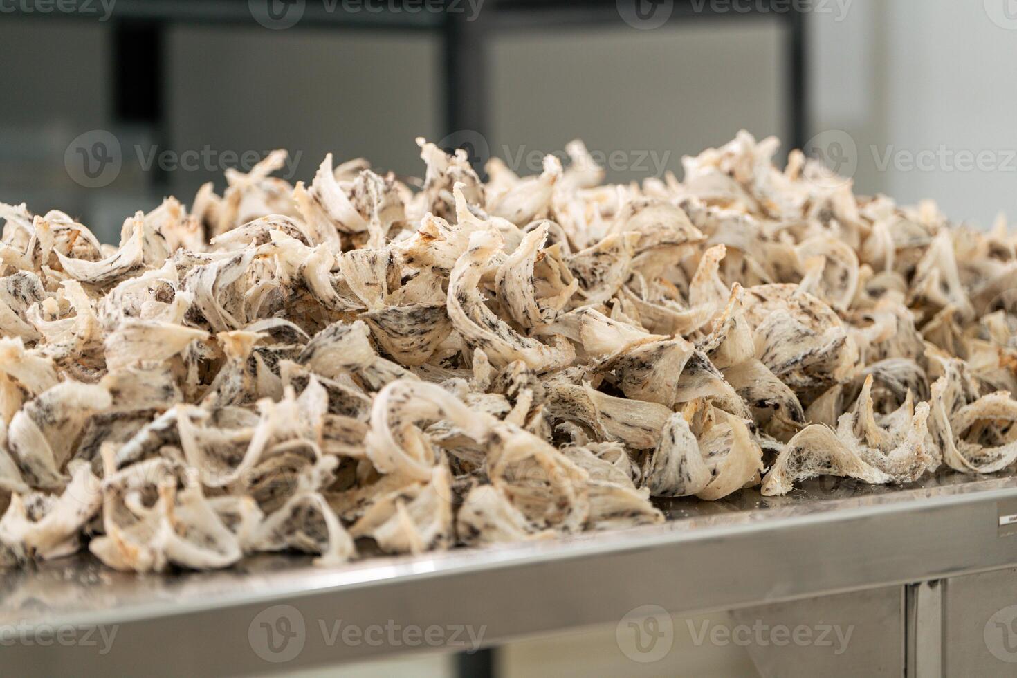 Raw edible bird's nest materials for tradition chinese medicine. Swallow nest the traditional chinese delicacy. photo