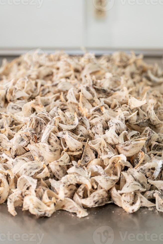 Raw edible bird's nest materials for tradition chinese medicine. Swallow nest the traditional chinese delicacy. photo