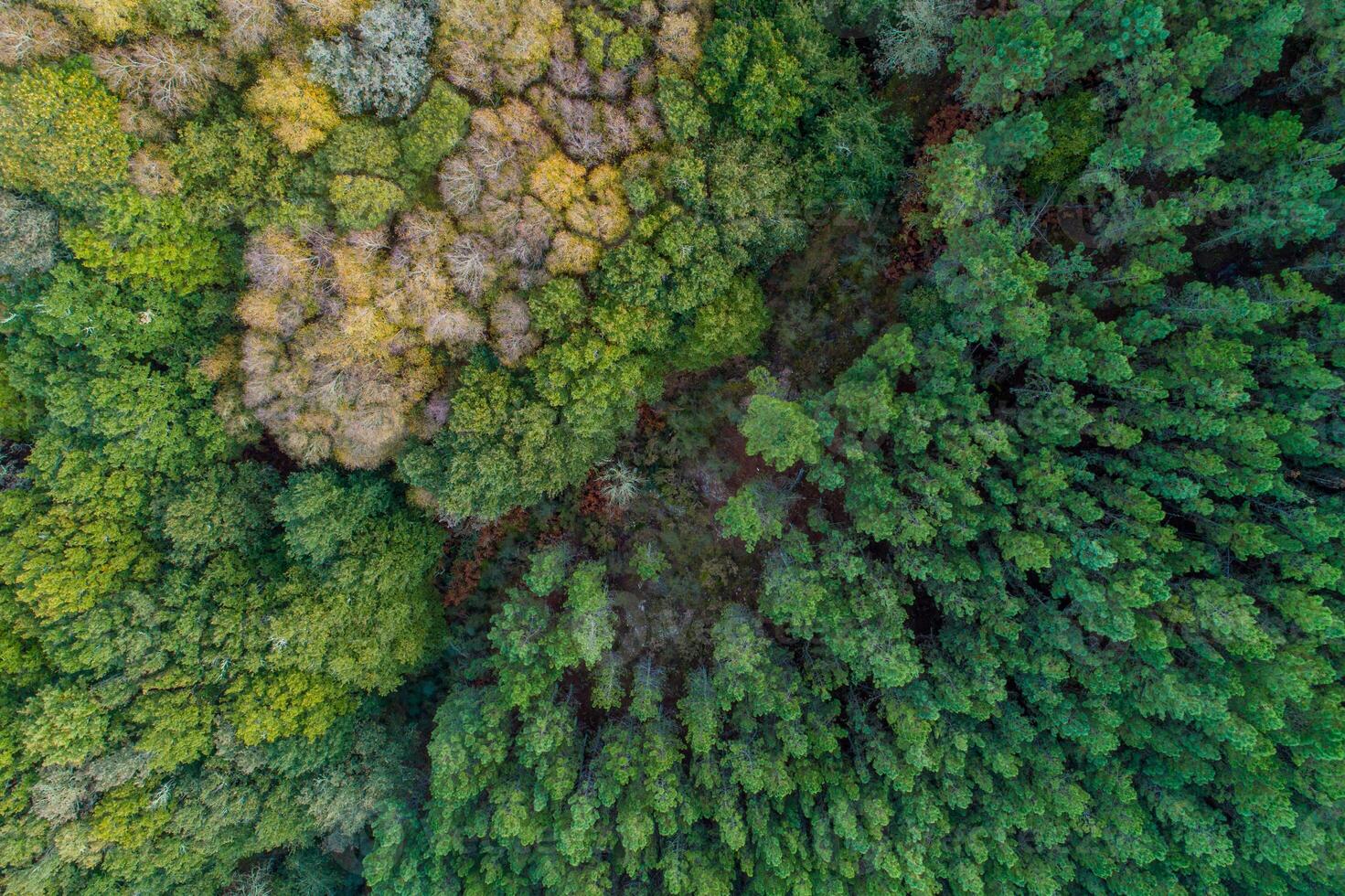 drone aerial view of a mountain with pine forest and deciduous forest, autumn season background photo