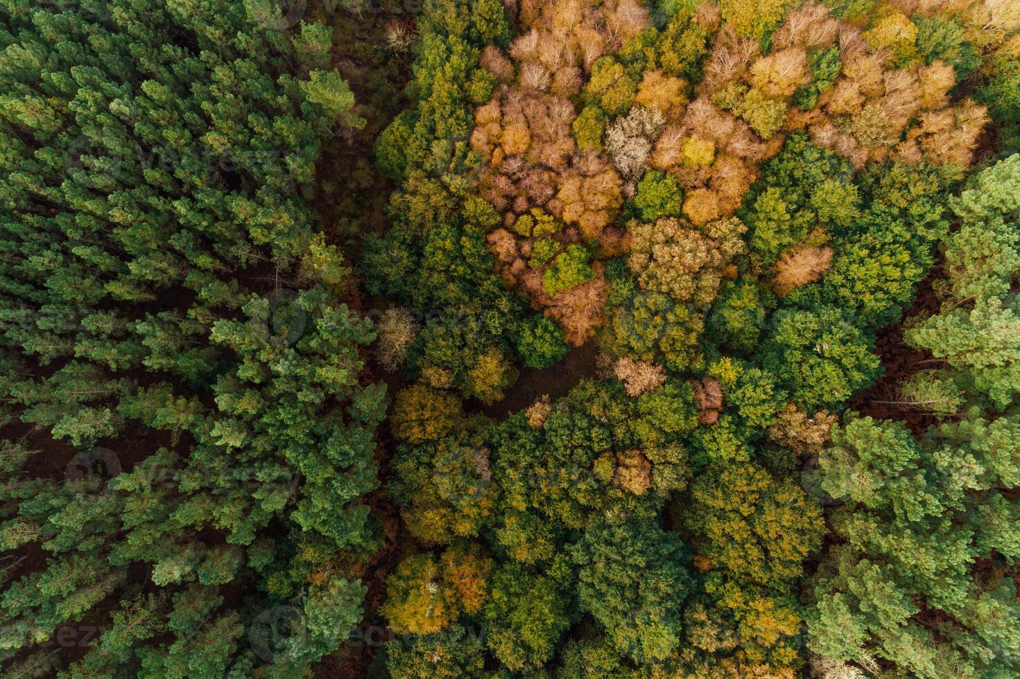 overhead aerial drone view of a pine forest next to an oak forest photo