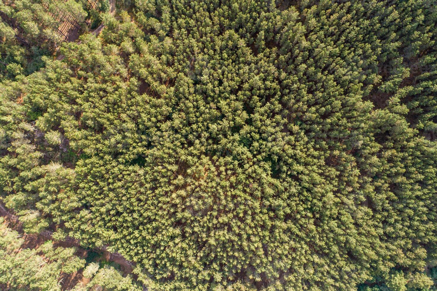 zenithal aerial drone view of a pine forest photo
