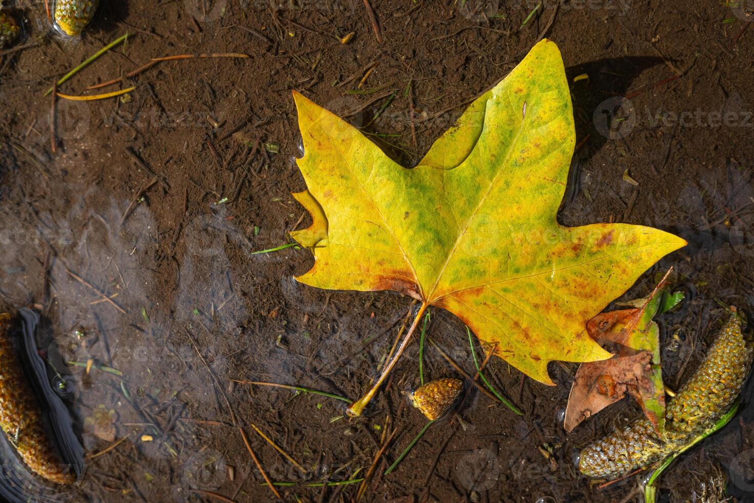 fallen leaves in a rain puddle after autumn rains photo