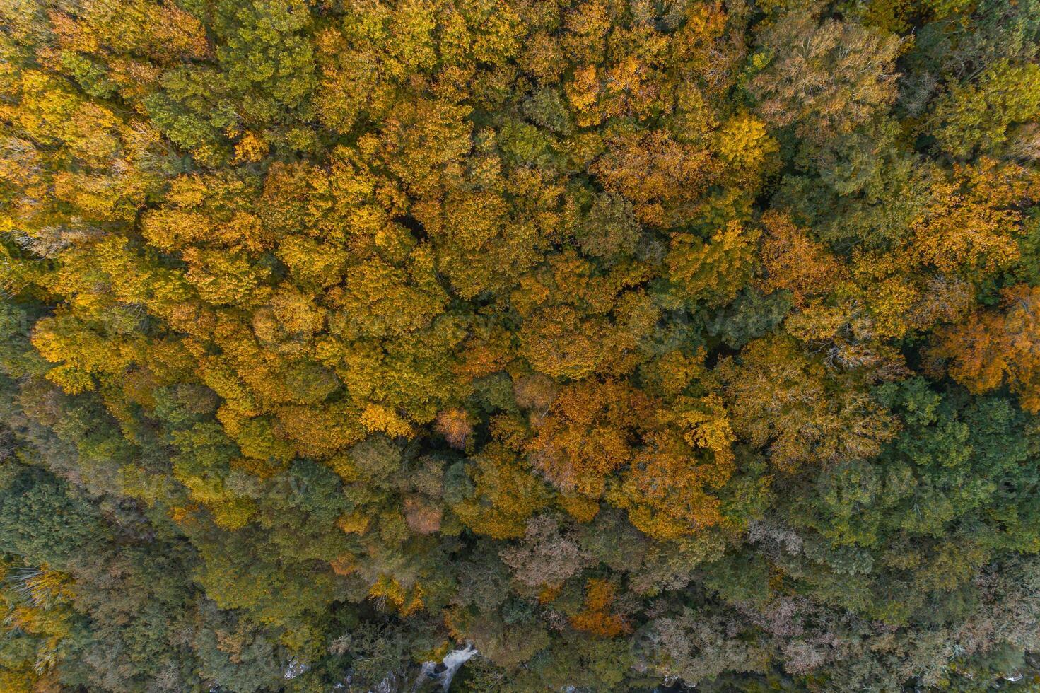 drone aerial view of a deciduous mountain forest in autumn photo