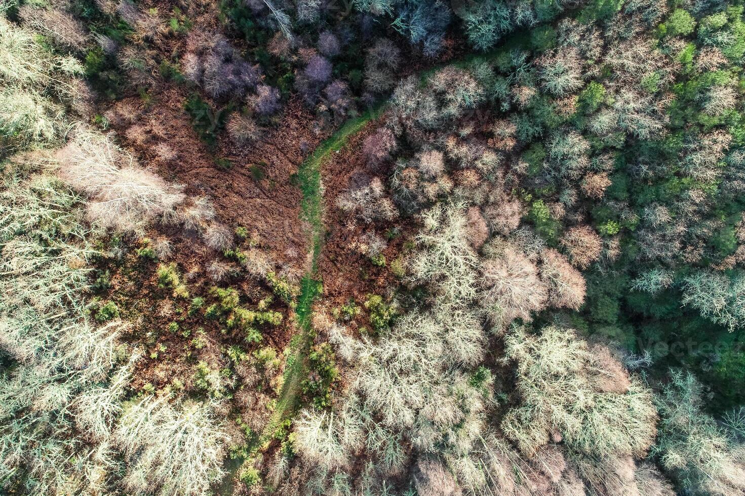 drone aerial top view of a road in an oak forest without leaves in fall photo