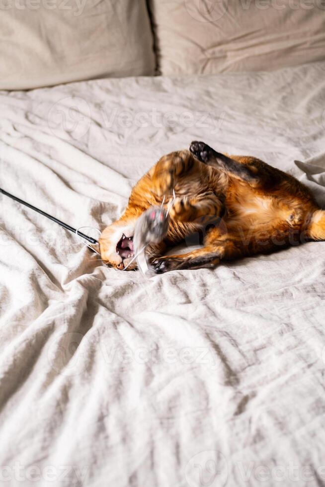 Cat playing with toy mouse on bed in cozy room. photo