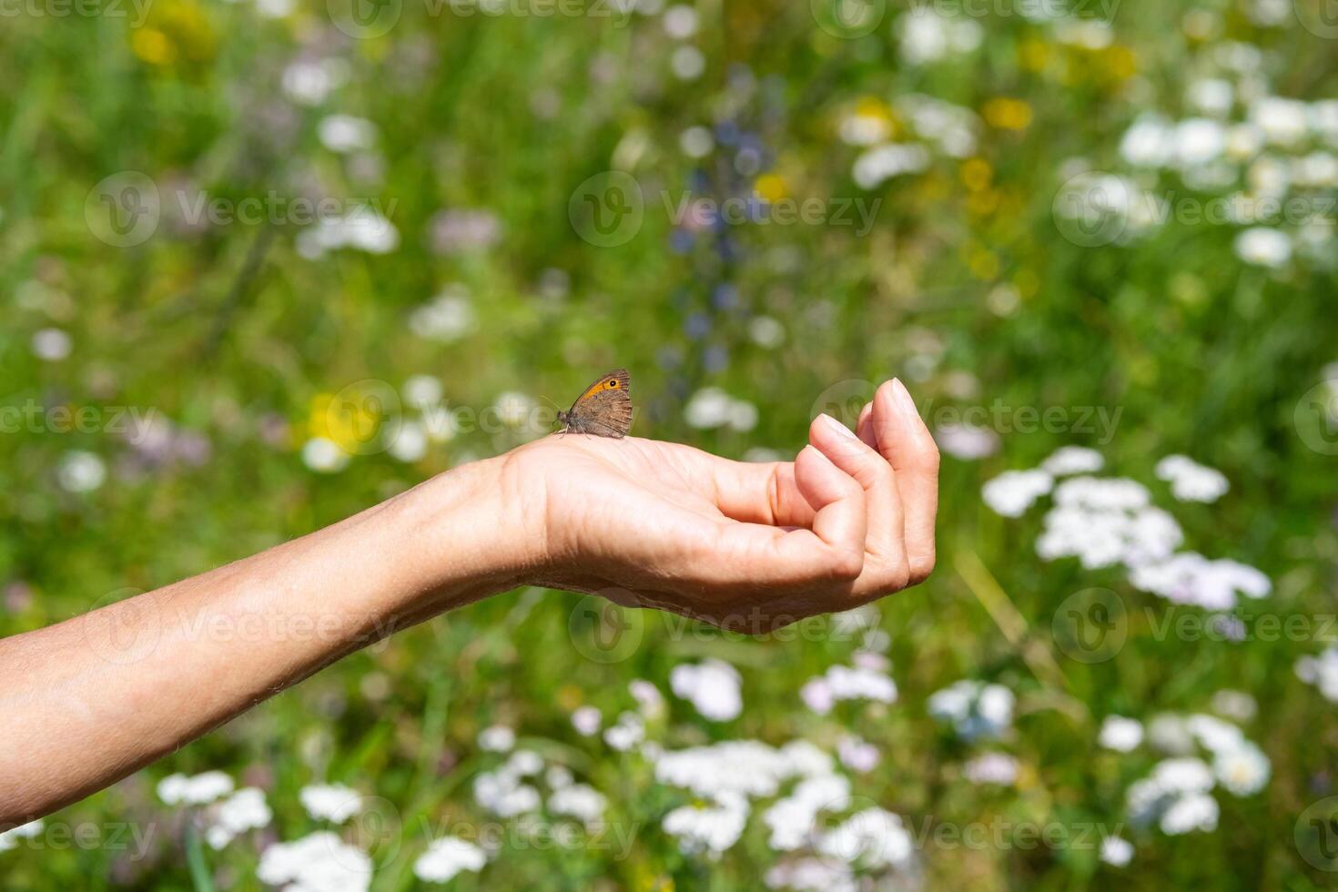 Elderly females hand holding butterfly against field with blooming wildflowers. photo