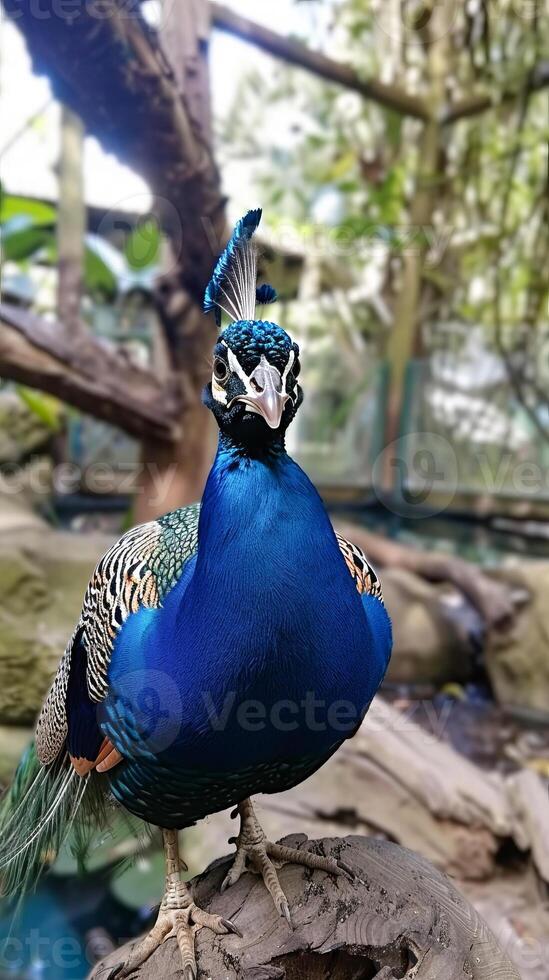 Majestic Indian Peacock standing on a log in a zoo photo