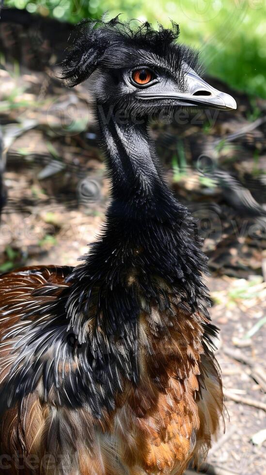 Emu portrait with detailed feathers in sunlight photo