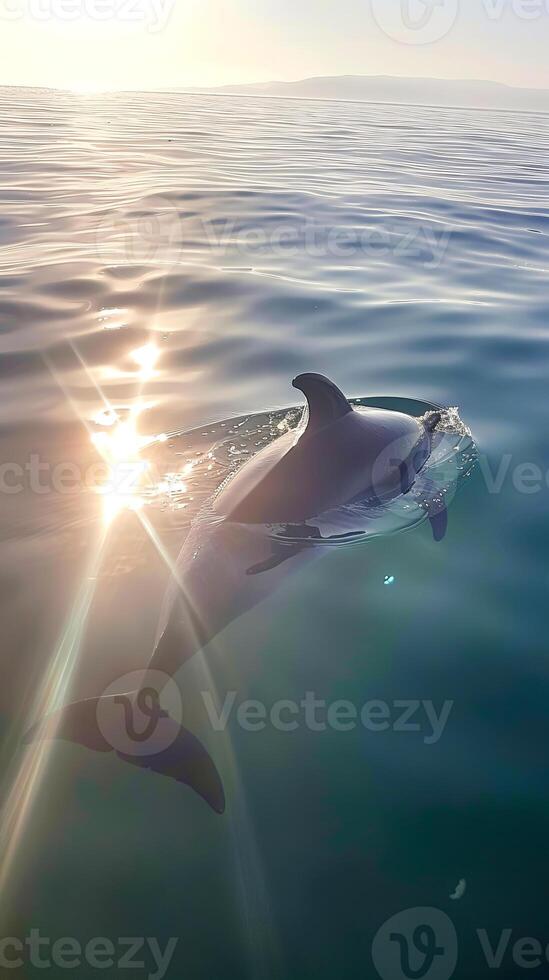 Dolphin swimming at sunrise photo