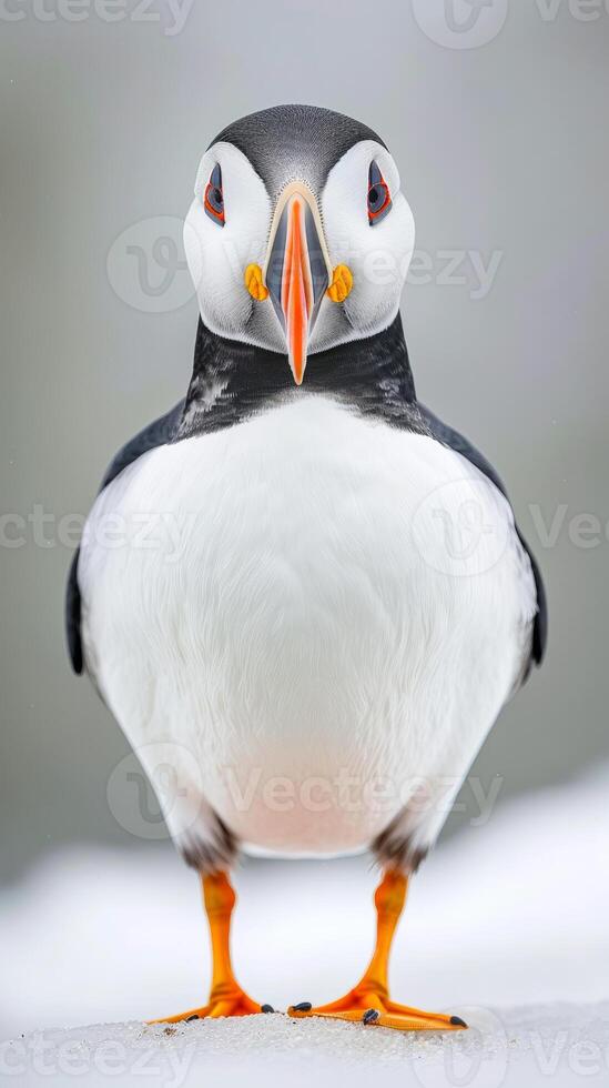 Atlantic puffin facing camera on snowy ground photo