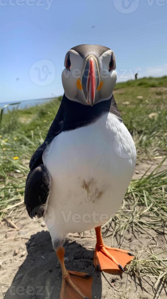 Close-up of curious Atlantic puffin on grassy beach photo