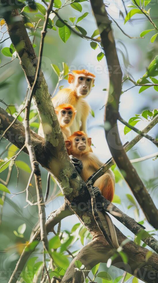 Red-shanked douc langur family in the treetops photo