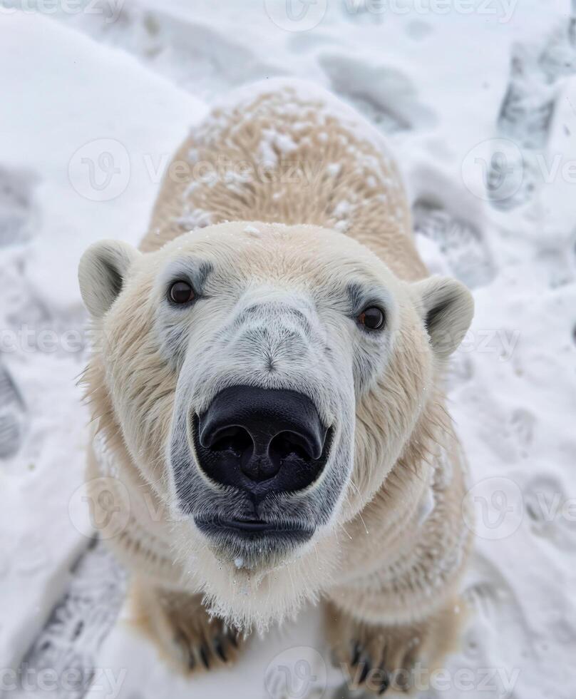 Close-up of curious polar bear on snowy terrain photo